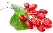 Röda Goji bär med tillhörande löv mot en vit bakgrund Röda Goji bär med tillhörande löv mot en vit bakgrund