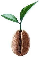 kan man ga ner i vikt med gront kaffe